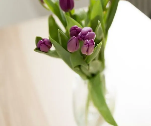 Apartment Am Mellenbach Patrizia Kleber *